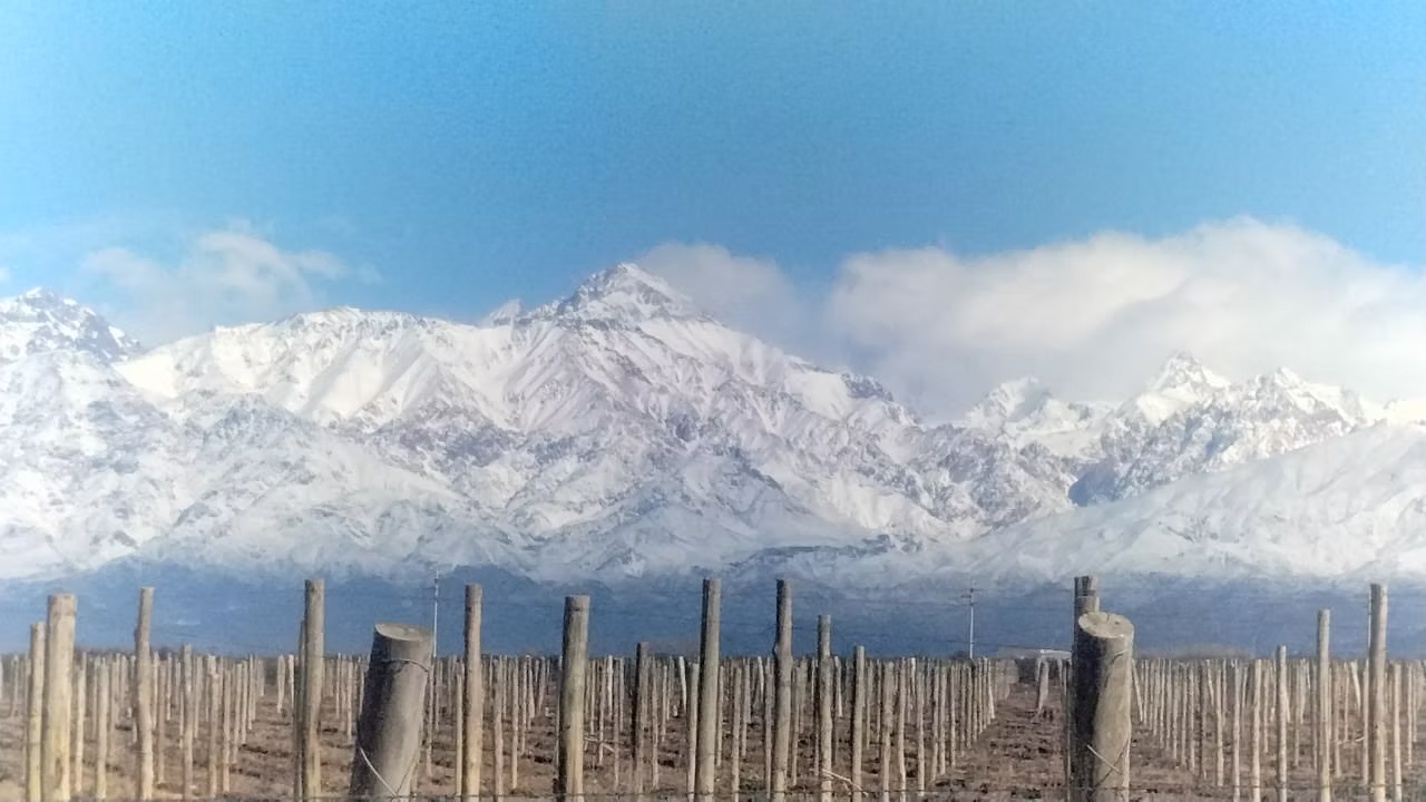 Viñedo Hija del Sol